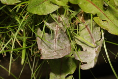 Podosphaera erigerontis-canadensis