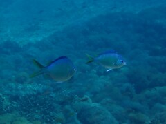 Chromis viridis