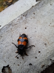 Nicrophorus investigator