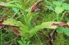 Platanthera psycodes