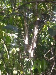 Chrysophyllum