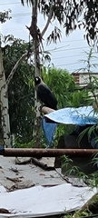 Corvus splendens