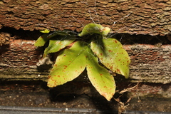 Asplenium scolopendrium