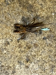 Neocurtilla hexadactyla