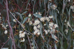 Eucalyptus melliodora