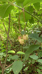 Euonymus