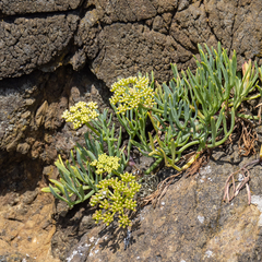 Crithmum maritimum