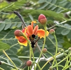Ropalidia sumatrae