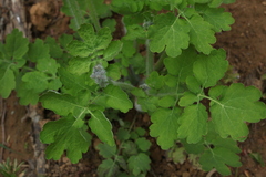 Chelidonium majus