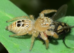 Thyene imperialis