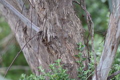 Eucalyptus melliodora