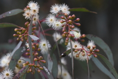 Eucalyptus melliodora