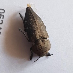 Capnodis tenebricosa