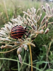 Graphosoma italicum italicum