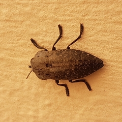 Capnodis tenebricosa