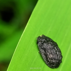 Hemiptera