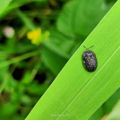 Hemiptera
