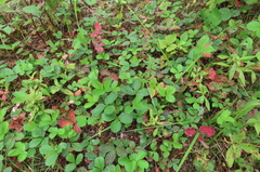Fragaria virginiana