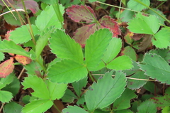 Fragaria virginiana