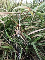 Argiope bruennichi