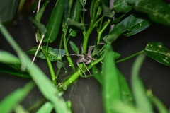 Dolomedes sulfureus