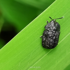 Hemiptera