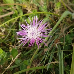 Centaurea jacea