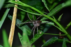 Dolomedes sulfureus