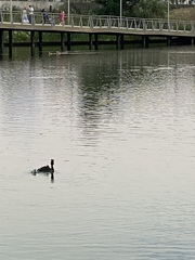Podiceps cristatus