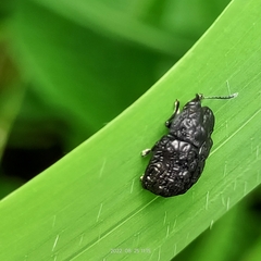 Hemiptera