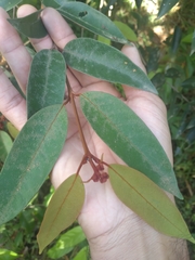 Chrysophyllum