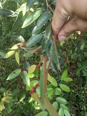 Chrysophyllum