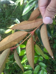 Chrysophyllum