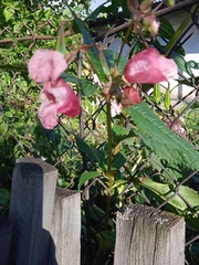 Impatiens glandulifera