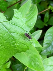 Lygaeoidea