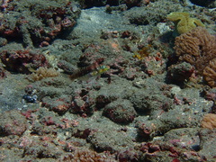 Halichoeres nebulosus