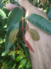 Chrysophyllum