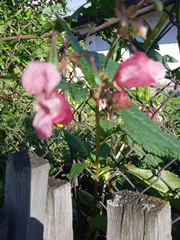 Impatiens glandulifera