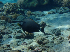 Acanthurus nigricauda