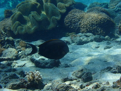 Acanthurus nigricauda
