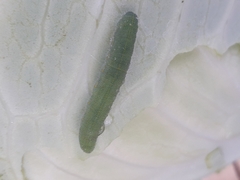 Pierinae