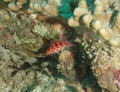 Cirrhitichthys oxycephalus