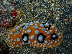 Phyllidia ocellata