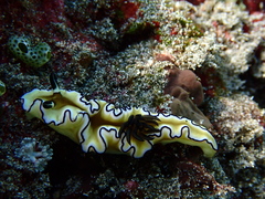 Doriprismatica atromarginata