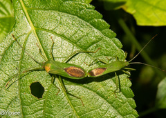 Homoeocerus graminis