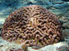 Lobophyllia
