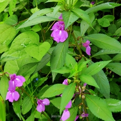Impatiens balsamina