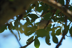 Phylloscopus bonelli