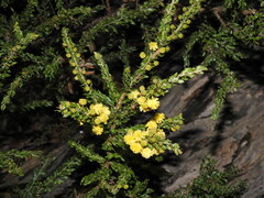 Acacia paradoxa