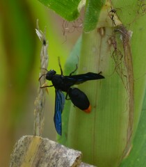 Synagris